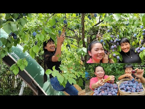 Video ĐẠI NÁO VƯỜN MẬN TÍM ,LEO NHƯ KHỈ HAHA, Trang's family... - youtube