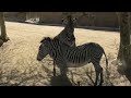 Grevy†S Zebra рџ Mom Lily Duni And Son Cuddle Play вќЈпёЏрџЊ рџЊј Los Angeles Zoo Grevy†S Zebra рџ Mom Lily Duni And Son Cuddle Play вќЈпёЏрџЊ рџЊј Los Angeles Zoo