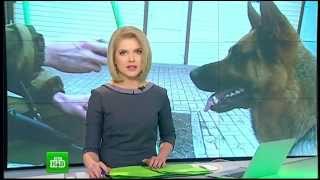 Брошенные животные Донбасса после обстрела городов. НОВОСТИ МИРА И РОССИИ. 03.03.2015 Брошенные животные Донбасса после обстрела городов. НОВОСТИ МИРА И РОССИИ. 03.03.2015