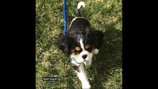 Cavalier King Charles Spaniel Puppy Plays Fetch by Isabelle The Cavalier 1,476 views 1 year ago 35 seconds