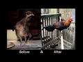 How to train and tame jungle fowl by C.L,