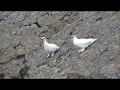 Combattimento Pernice bianca - Ptarmigan fight #iceland