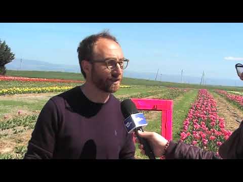 Il Campo di 100.000 Tulipani riapre a Foggia per i visitatori