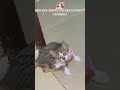 cats when they don't get what they want 😤 #cat  #funnycats  #shorts