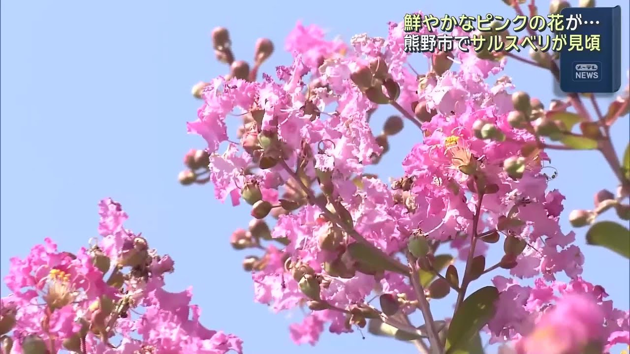 サルスベリの花が見頃 鮮やかなピンクの花を咲かせる 三重・熊野