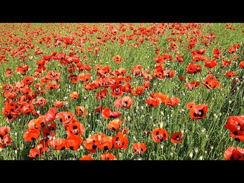 #12. ყაყაჩოები - #12. Land of Poppies (პროექტი \"საქართველო ჩვენს გარშემო\")