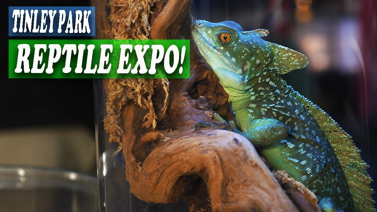 Tinley Park REPTILE EXPO October 2022 YouTube