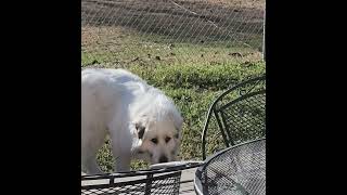 What's he doing, building something?    #greatpyrenees