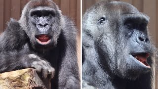Gorilla⭐Genki can't stop drooling when she is sleeping comfortably.【Momotaro family】