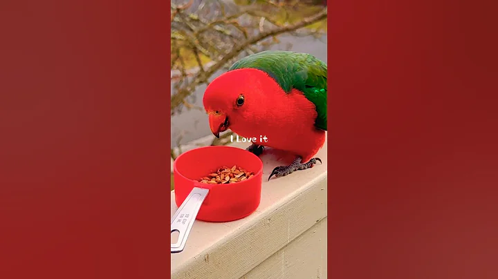 Watch This Parrot’s Adorable Reactions!
