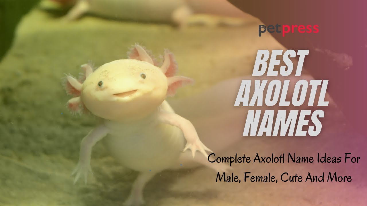 Axolotl Names Most Adorable And Cute Axolotl Name Ideas YouTube axolotl-names-most-adorable-and-cute-axolotl-name-ideas-youtube