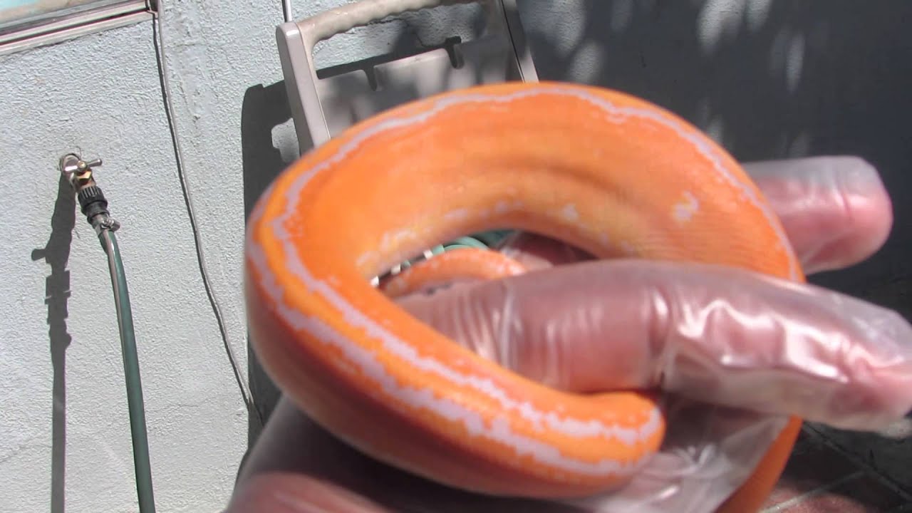 New Reticulated Python! - YouTube