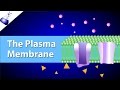 Cell Membrane Structure and Function Quiz