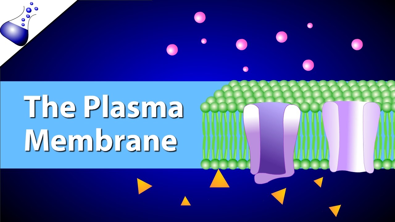 The Plasma Membrane And The Fluid Mosaic Model Youtube