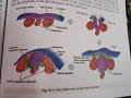 Neurulation and human embryonic development