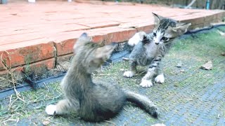 Lost Mother Kittens Playful With Their Sibling by Creative Animals 105 views 2 weeks ago 50 seconds