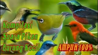 Kompilasi Suara Burung konin Cabe Cabean 100% Ampuh