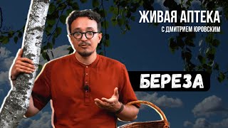 БЕРЕЗА Лечебные св-ва листьев березы / Оздоравливающая паста / Живя аптека 2