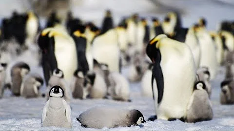 Emperor penguins risk ‘quasi-extinction’ from sea ice loss in Antarctica