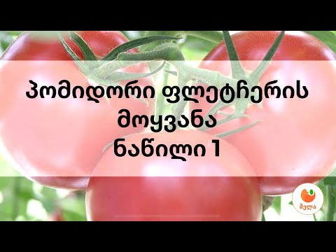 პომიდორი ფლეტჩერის მოყვანა - ნაწილი 1 / Planting of tomatoes FLETCHER - part 1
