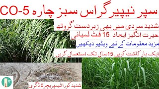 Super Napier Grass || Sabz Chara || سوپر نیپئر گراس || Growth in Extreme Cold Temperature.