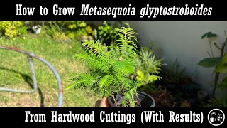 How to grow Metasequoia from Hardwood Cuttings with Results screenshot 1