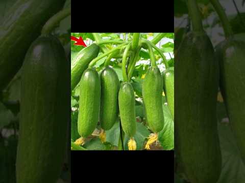 How to grow