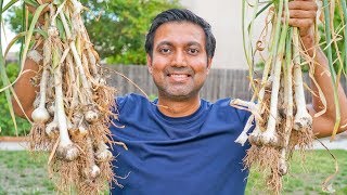 How to Grow Lots of Garlic | Complete Guide from Planting to Harvest