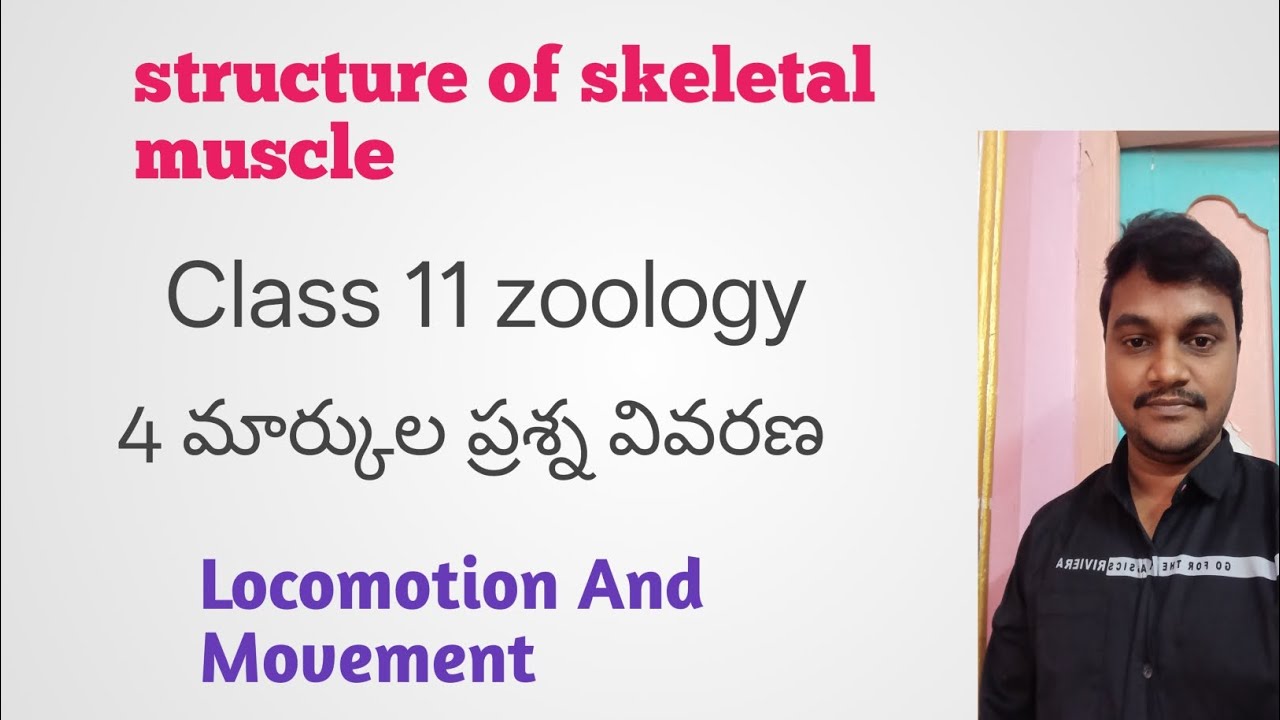 Locomotion And Movement|skeletal muscle|Class11||Zoology