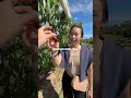 Cherry Picking is back at Orchards !!🍒✨ 📍Cherry Hill Orchards, Coldstream 💰 $8 per kilo for