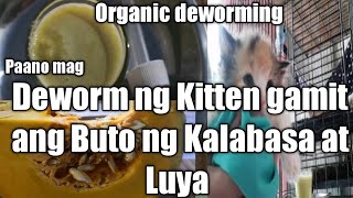 Paano mag Deworm ng kitten gamit ang Buto ng kalabasa at Luya|Organic deworming no overdose by MeowmyRein 10,653 views 3 years ago 6 minutes, 8 seconds