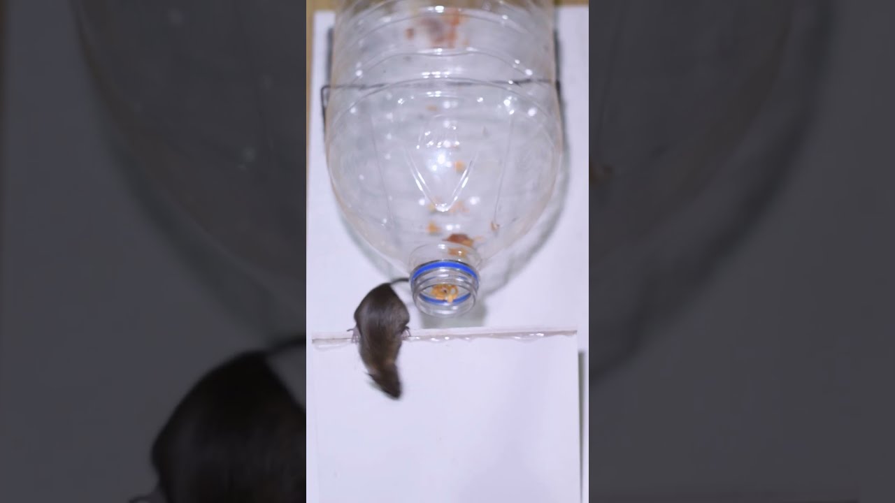 Easy Mouse Trap Best Rat Mousetrap Ideas From Plastic Bottle Rattrap