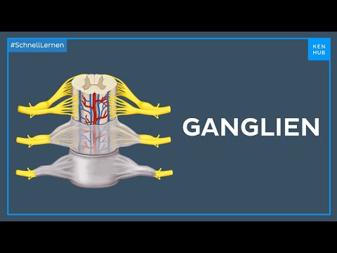 Anatomie der Ganglien - Anatomie einfach erklärt | Kenhub