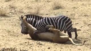 Avken Avcı Olan Zebra Resimi