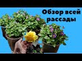 Обзор всей рассады на 21 марта 2022 года.