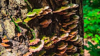 Backpacking the Berryman Loop Trail in Mark Twain National Forest