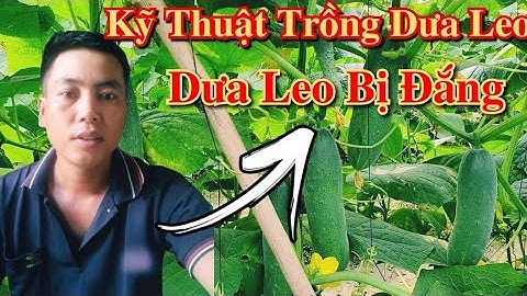 kỹ thuật trồng dưa leo - dưa leo bị đắng 🍀