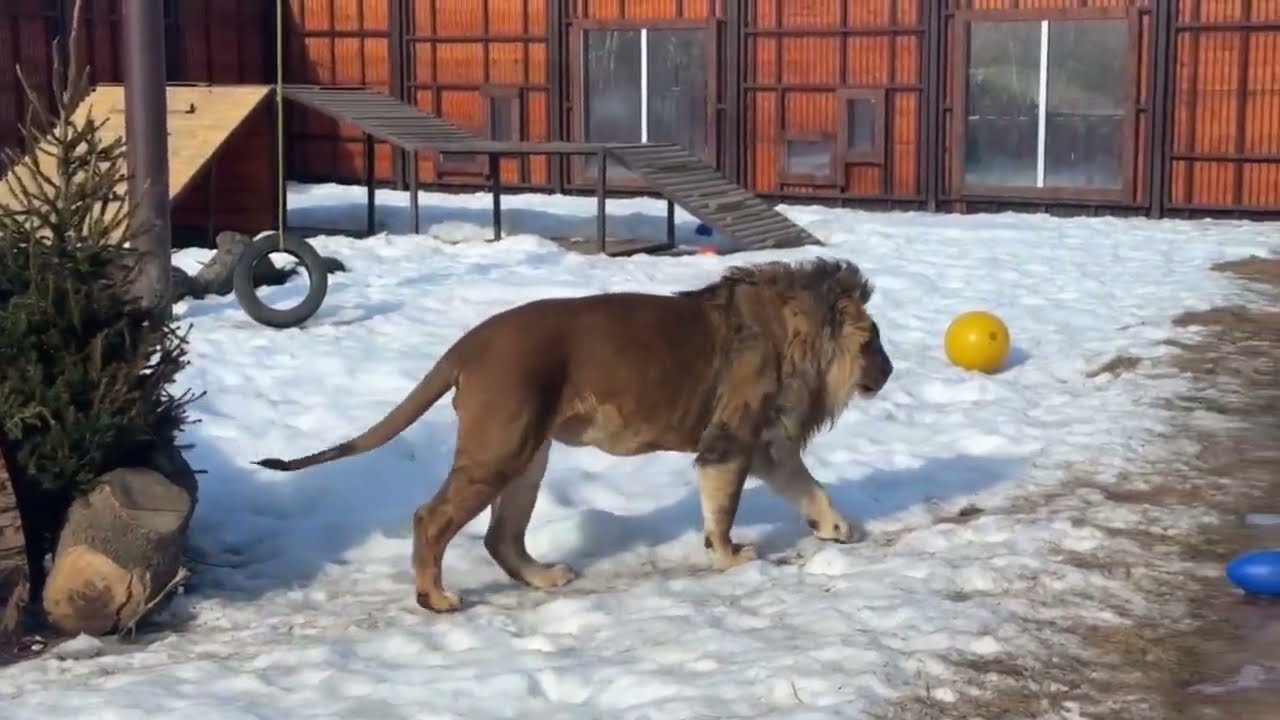 Дневной дозор Шерхана) Минский зоопарк 