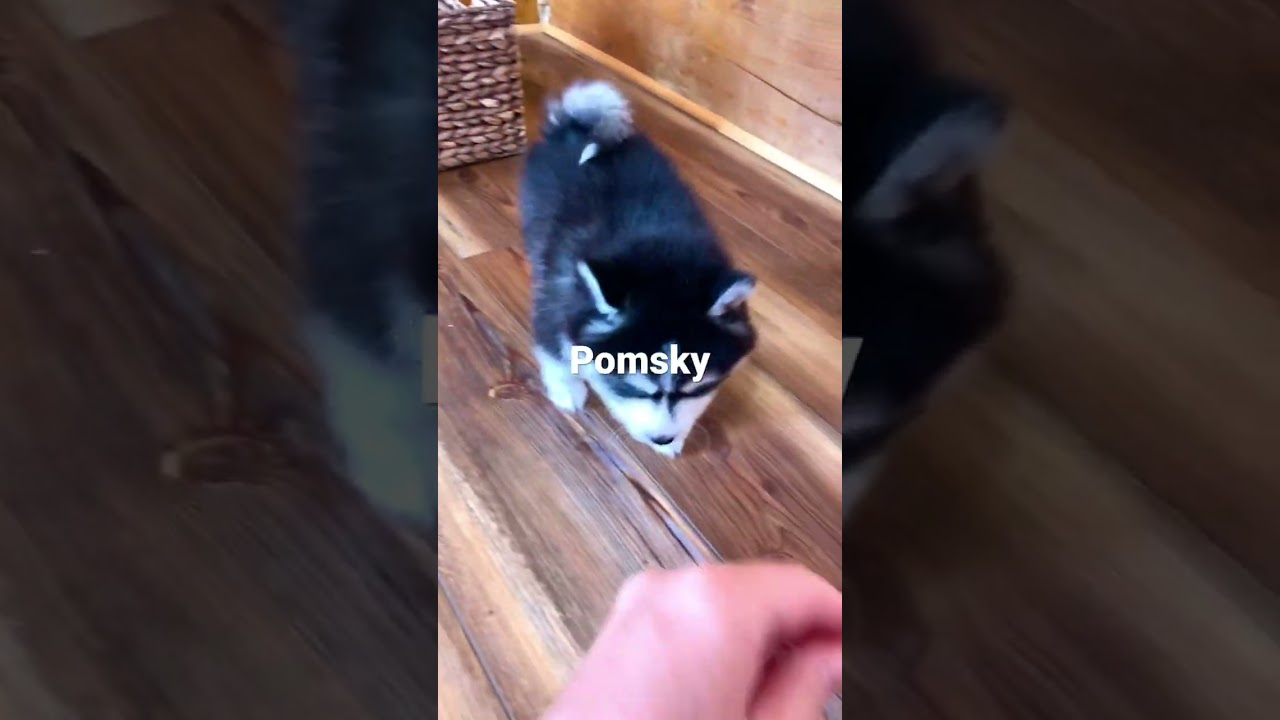 Pomsky Puppy