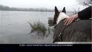 Plzeňská 1 Volný Pohyb Psů