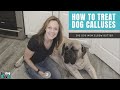 How to Treat Dog Calluses using Big Dog Mom's DIY Elbow Butter with Essential Oils for Dogs