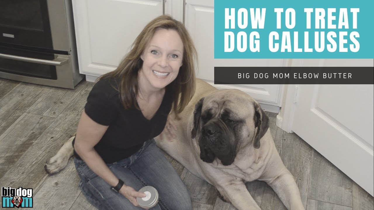 Can You Put Lotion On Dogs Elbows How To Treat Dog Calluses Using Big Dog Mom S Diy Elbow Butter With Essential Oils For Dogs Youtube