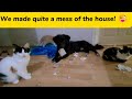 We messed up the house, but we’re having so much fun! 😄#pets #cats #dogs #kittens #puppy #trends
