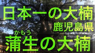 【日本一の大楠】鹿児島県蒲生の大楠行ってみた