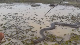 Graban a anaconda de gran tamaño, la cual se encontraba cruzando por un pantanal. Resimi