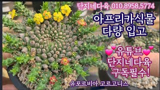 신상 아프리카식물 다량 입고 ! 멋진 괴근 식물 찜해가세요 ~저는 습지야가 너무 좋네요! 단지네다육 010.8958.5774