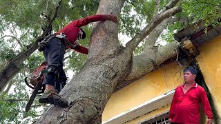 Cưa  cây  xà  cừ  siêu  to  ,Ngã  vào  nhà  ,Cưa  cây  kỷ  thuật  cao