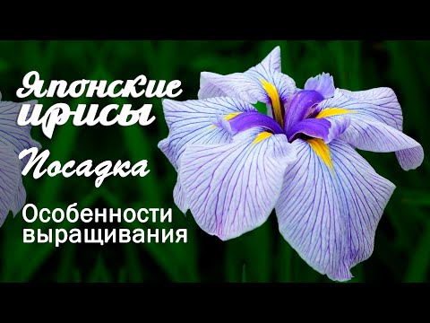 Видео: Уход за японскими ирисами: как и когда сажать японские ирисы