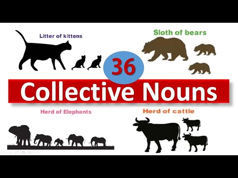 Collective Nouns Examples Animals