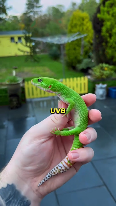 Top 5 REPTILES You Can Have as PETS!
